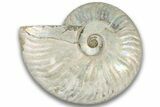 Silver Iridescent Ammonite (Cleoniceras) Fossil - Madagascar #323457-1